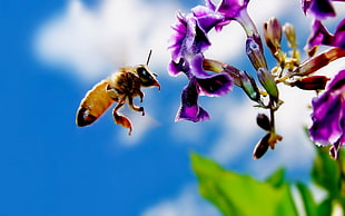 Honey Bee flying in front of purple petaled flower at daytime