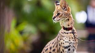brown and black spotted cat, Leptailurus serval