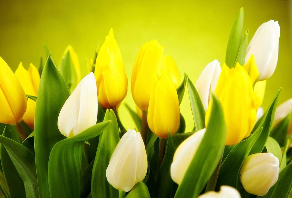 yellow and white petaled flowers HD wallpaper