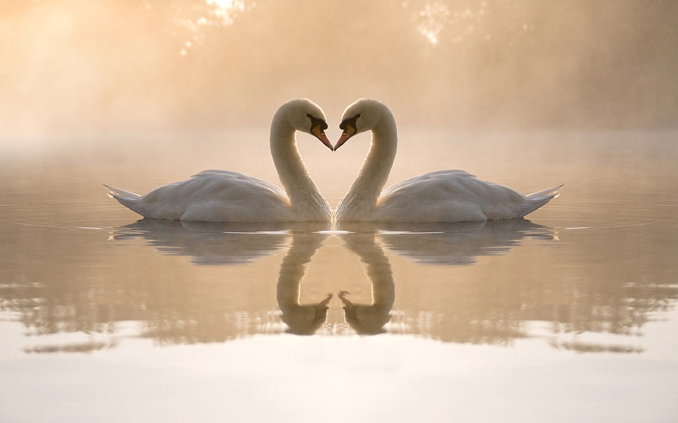 two swan illustration HD wallpaper