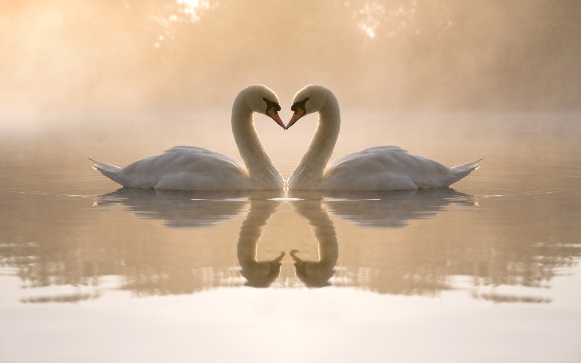 two swan illustration