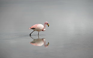 pink and white flamingo walking on body of waters