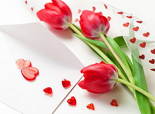 three red tulips HD wallpaper