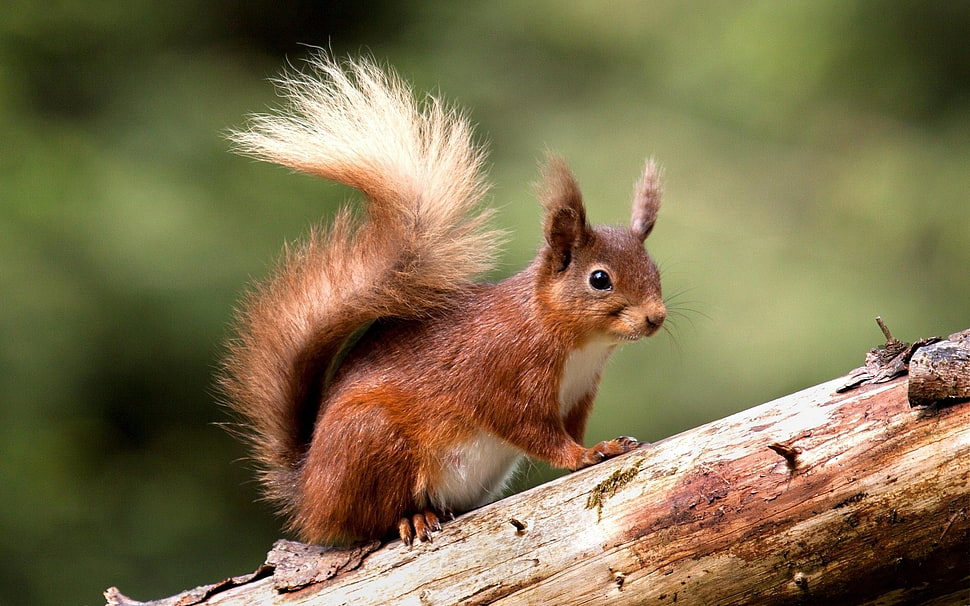 red squirrel, animals HD wallpaper