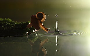 brown snail, nature, splashes, ripples, snail HD wallpaper
