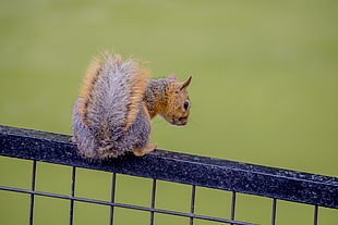 photo of brown squirrel o top of wire metal HD wallpaper