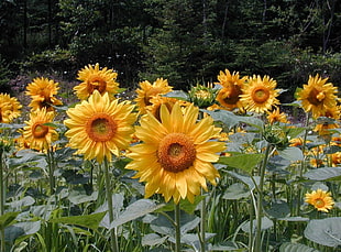 Sunflowers photography HD wallpaper