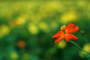 selective focus photography of red flower at daytime HD wallpaper