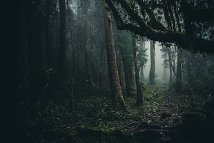 forest, mist, Oncol Park HD wallpaper