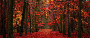 orange maple forest, nature, landscape, fall, red