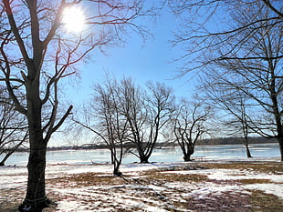 bare tree near body of water during daytime