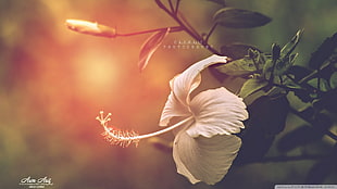white petaled flower, nature, flowers, hibiscus, filter