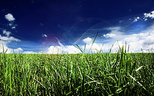 green grass field digital wallpaper, grass, digital art, plants, sky