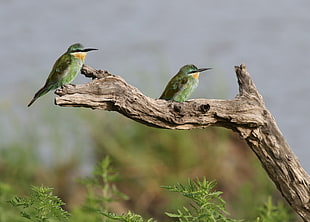two black and green birds on branch at daytime, blue-cheeked bee-eater, merops persicus, chobe national park, botswana
