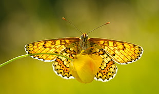 brown and yellow butterfly close-up photography