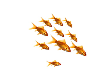 school of goldfish in front of white wallpaper