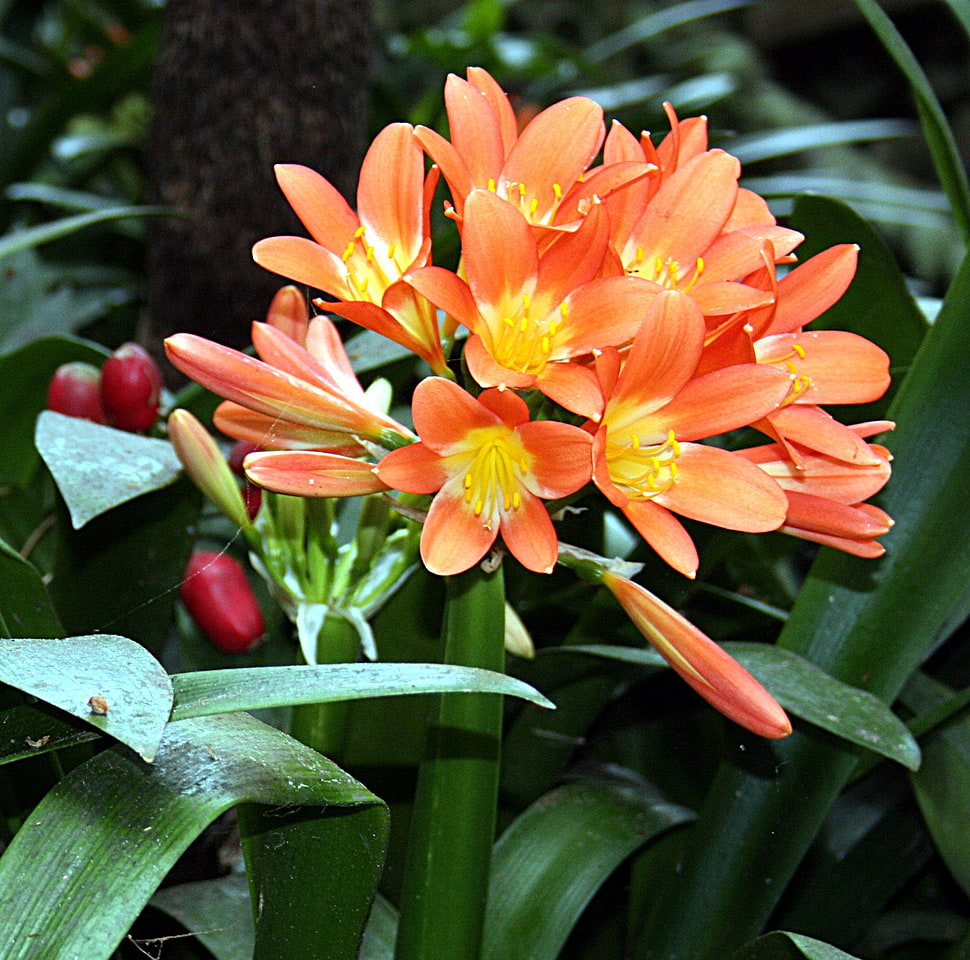 close up photo of orange-and-yellow petaled flowers HD wallpaper