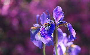 selective photography of purple petaled flowers