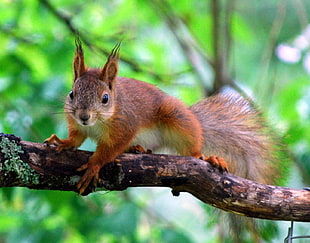 squirrel on tree branch during daytime, red squirrel