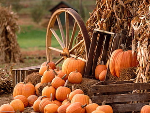 orange pumpkins near brown spinning wheel