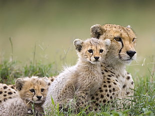 cheetah with two cubs, animals, baby animals, cheetahs HD wallpaper