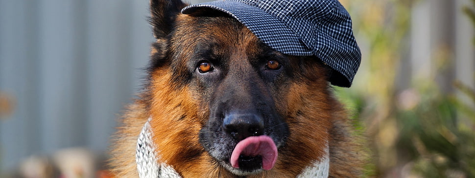 black and tan German Shepherd puppy, dog, tongues, hat, animals HD wallpaper