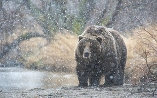 time lapse photography of brown grizzly bear under snowfall
