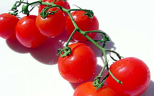 close up photography of tomatoes