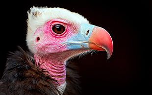 Vulture in closeup photography HD wallpaper