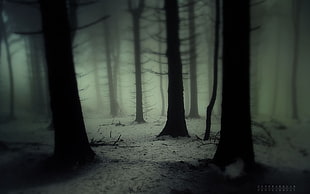 mist HD wallpaper