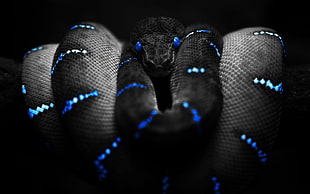 black and blue snake, animals, snake, selective coloring, Boa constrictor