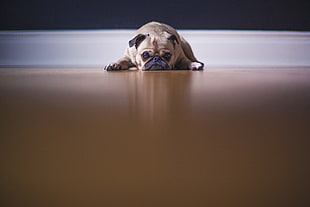 fawn Pug dog lying on floor