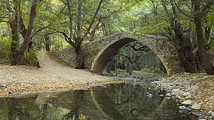 concrete bridge with body of water between trees