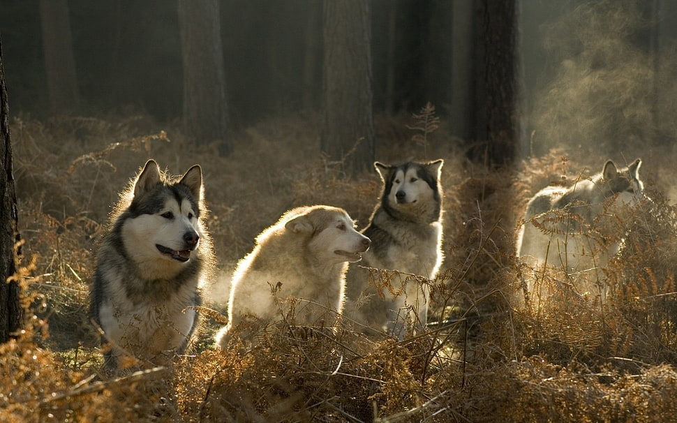 four assorted-colored Alaskan Malamutes, animals, wolf, forest HD wallpaper