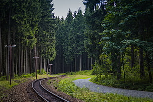 railway surrounded by green trees