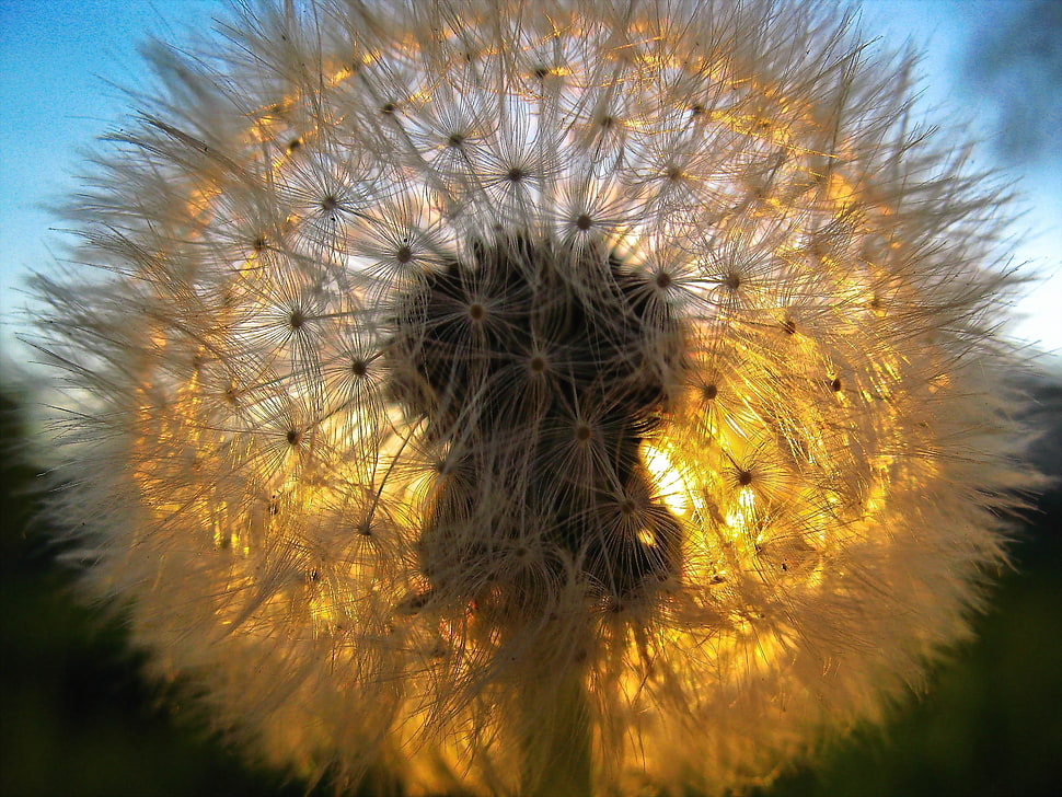 white Dandelion flower close-up photography HD wallpaper