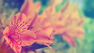 orange Peruvian lilies selective-focus photography