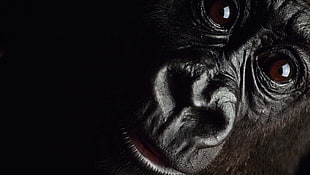 closeup photo of monkey, gorillas HD wallpaper
