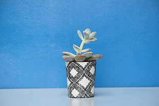 green succulent plant, Houseplant, Pot, Table HD wallpaper