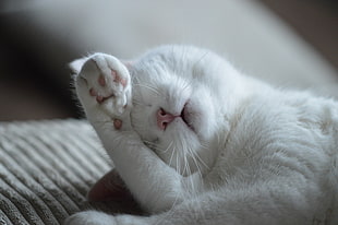 short-fur white cat sleeping on gray corduroy textile close-up photo