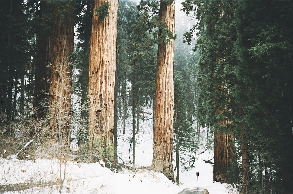 brown tree, winter, landscape, trees, nature HD wallpaper