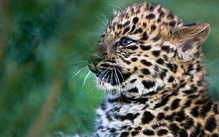 selective focus Leopard cab HD wallpaper