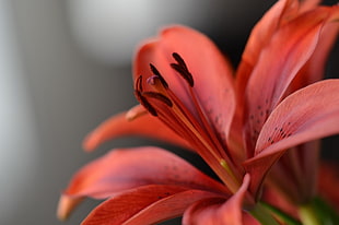 focal point photo of red flower