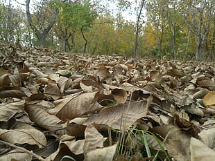 dried leaves, nature, leaves, fall