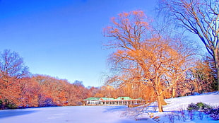 photo of snows between trees over viewing blue house under bluesky