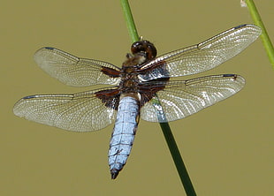 photo of brown and white winged insect on green plant stem, broad-bodied chaser, libellula