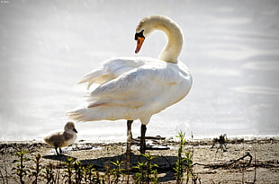 white swan with herd