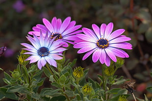 purple daisy photography, echinacea, coneflower HD wallpaper