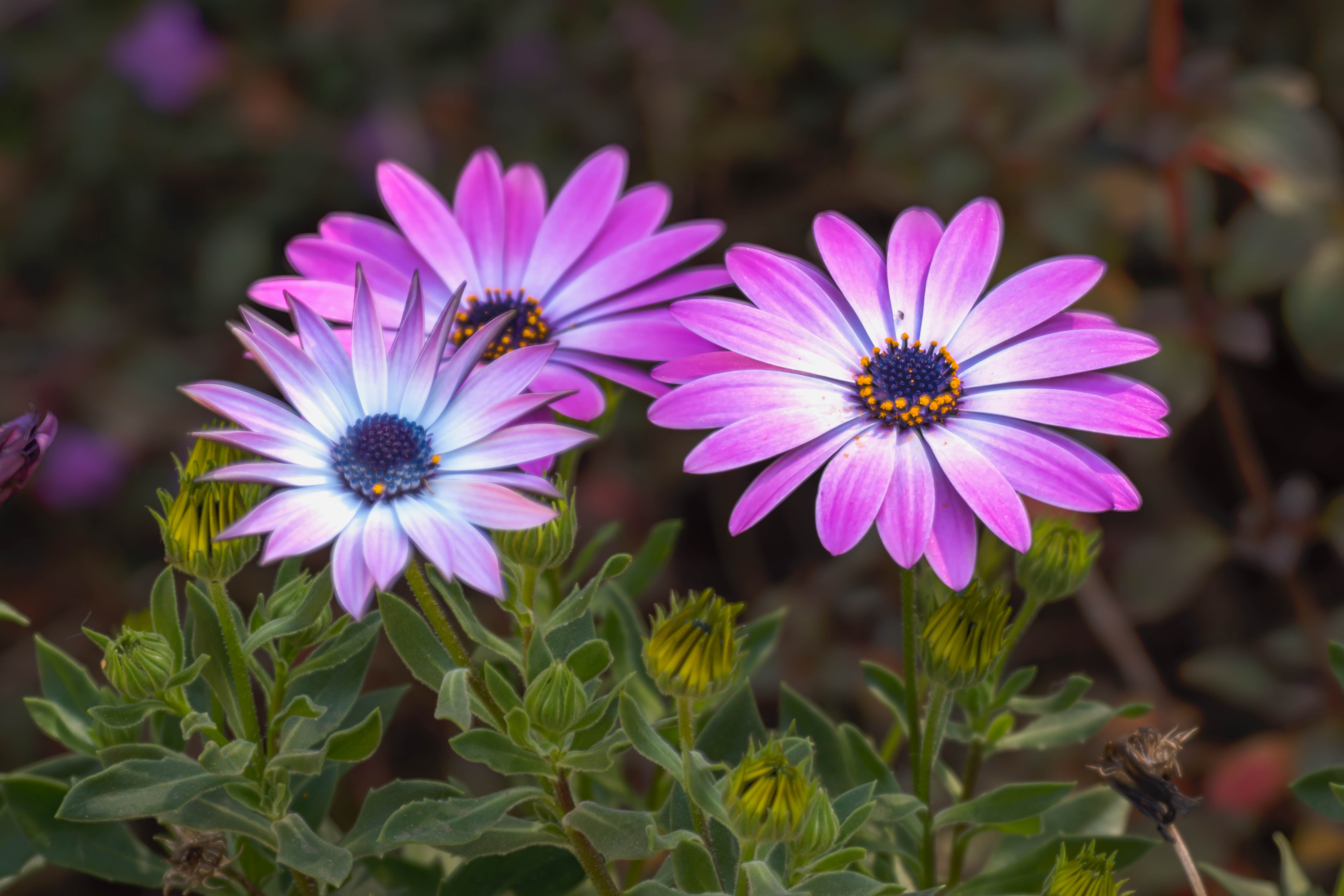 purple daisy photography, echinacea, coneflower