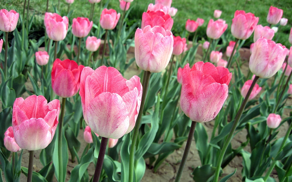 pink Tulip flower field at daytime HD wallpaper